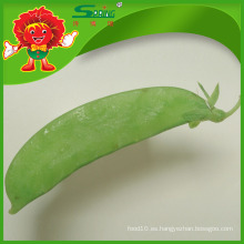 El Mejor Precio para China Snow Frozen Snow Peas